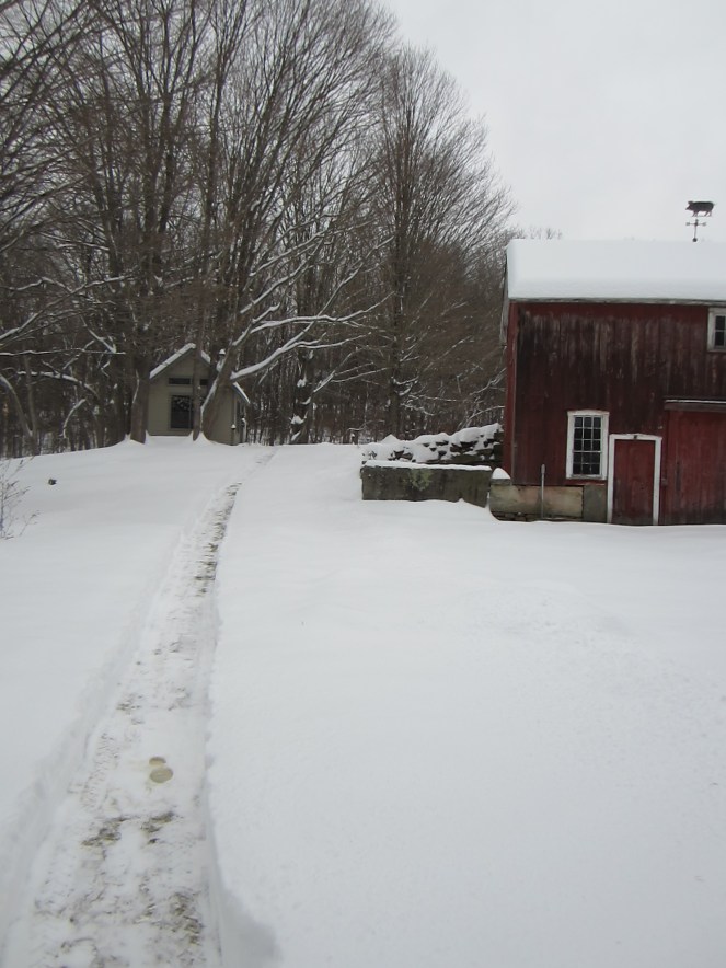 Instead of following the yellow brick road, I followed the freshly cleared path, to...