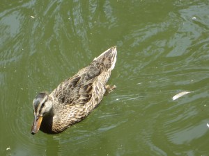 Seeing the ducks were Izzybelle's favorite part of lunch!