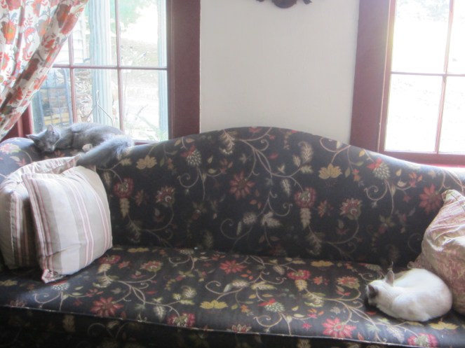 Too much excitement! The kittens are all worn out and have gone off to take a nap...