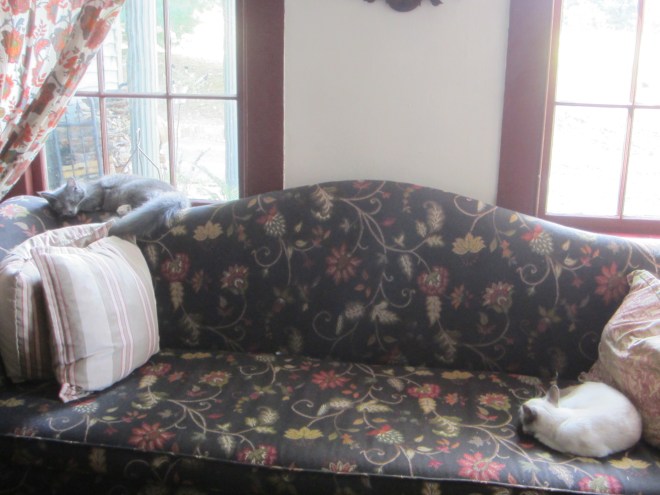 Too much excitement! The kittens are all worn out and have gone off to take a nap...