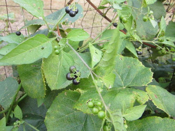 huckleberries www.izannahwalker.com