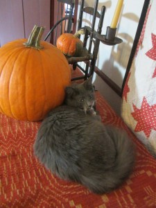 "Poor Sadie! She's sad because she doesn't have a costume too !"