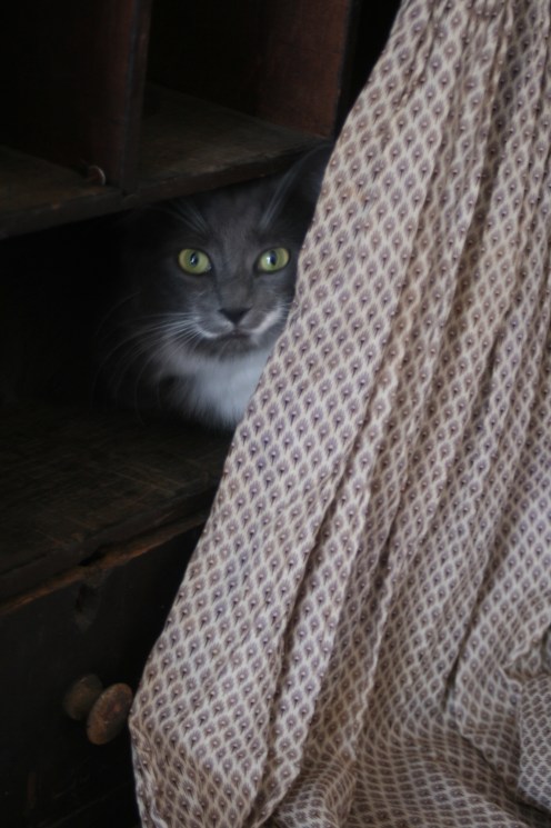 Apparently not only American women, but small cats have a fondness of cloth.  Sadie was captivated by the fabric of this antique baby dress <3