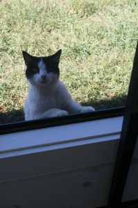Even Splotches, the barn cat is curious to see what the dolls are doing today. If you are too, please come back around 4:00, 7:00 & 10:00 pm to see the rest of their adventures.